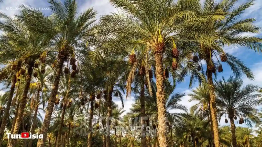 economie dattes tozeur tunisie une decouverte inoubliable de l oasis du desert